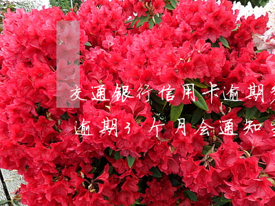 交通银行信用卡逾期多长时间上门(交通银行逾期3个月,会通知当地公安局吗)