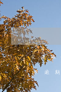交通银行信用卡逾期未还上(交通银行的信用卡逾期了可以协商还本金吗)