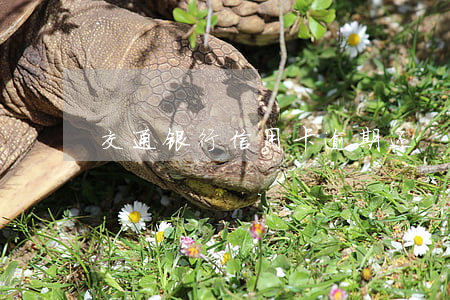 交通银行信用卡逾期还