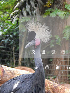 交通银行信用卡逾期还款后多久恢复额度-交通银行信用卡逾期还款后多久恢复额度