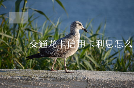 交通龙卡信用卡利息怎么算(交通龙卡标准版)
