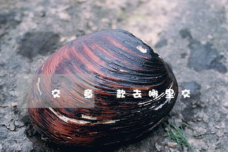交違章罰款去哪里交