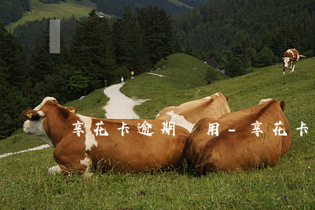 享花卡逾期費用-享花卡逾期費用