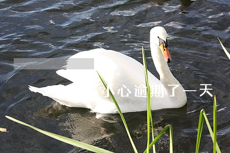 京东不小心逾期了一天