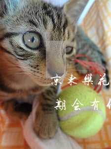 京东乐花逾期会有什么不良后果 京东乐花逾期会有什么不良后果