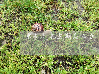 京东乐花逾期怎么办