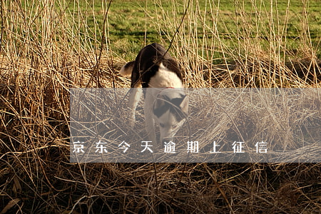京东今天逾期上征信