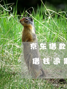 京东借款逾期多少天会打家里电话催收（京东借钱逾期会被京东催吗）