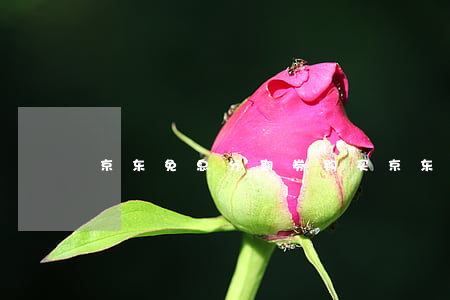 京东免息分期券购买(京东免息分期券购买)