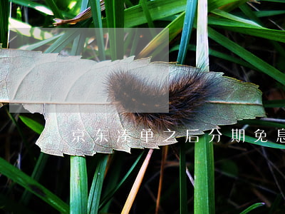 京东凑单之后分期免息(京东凑单后能退吗)