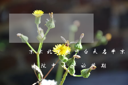 京东北京起诉白天名单 京东金融在北京朝阳法院申请诉讼排期