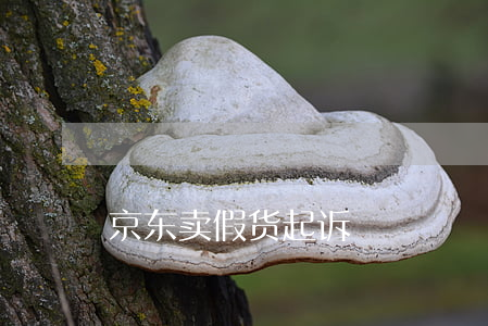 京东卖假货起诉