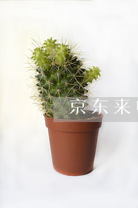 京东来电说欠白条(京东白条逾期了)