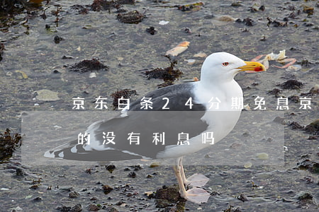 京东白条24分期免息(京东白条分期免息真的没有利息吗)