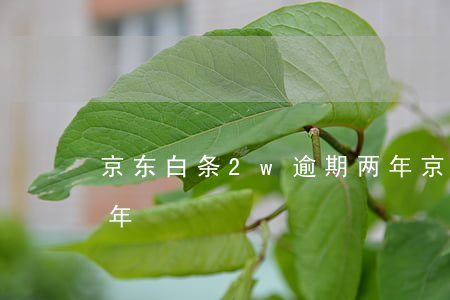 京东白条2w逾期两年(京东白条2w逾期两年)