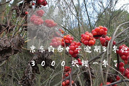 京东白条4千逾期3年会怎样 京东白条逾期3000块钱一年了