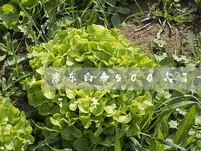 京东白条500欠了一年(京东白条500欠了一年)
