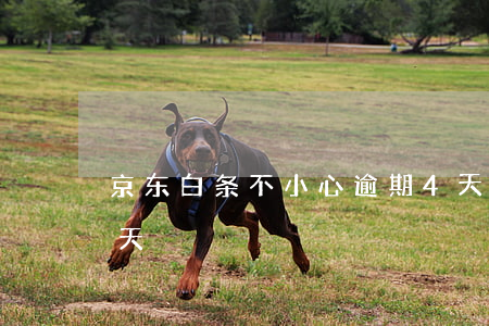 京东白条不小心逾期4天（京东白条逾期43天）