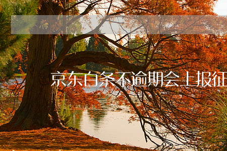 京东白条不逾期会上报征信吗