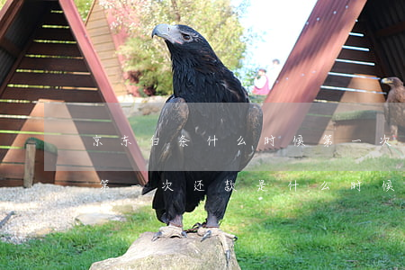 京东白条什么时候第一次还款日-京东白条第一次还款是什么时候