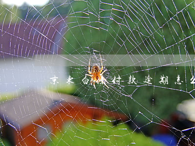 京东白条付款逾期怎么办 京东白条逾期流程