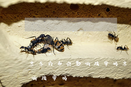 京东白条会影响政审吗（京东白条逾期一天影响政审吗）