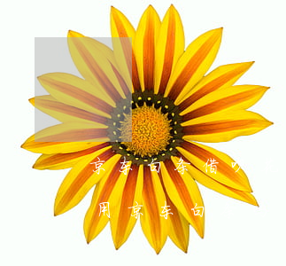 京东白条借呗花呗逾期怎么办 花呗有逾期能用京东白条吗