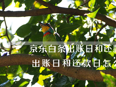 京东白条出账日和还款日怎么查-京东白条出账日和还款日怎么查询