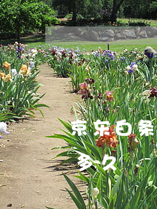 京东白条分期免息手表(京东白条分期免息期多久)