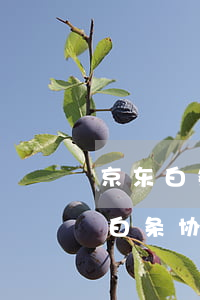 京东白条协商只还本金在app上还-京东白条协商只还本金在app上还可以吗