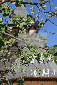 京东白条可以逾期20天(京东白条逾期可以逾期几天)