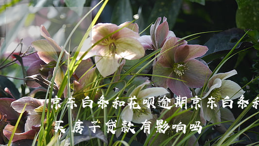 京东白条和花呗逾期 京东白条和花呗逾期了买房子贷款有影响吗