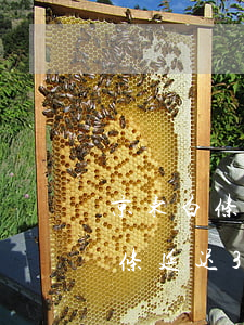 京东白条延迟30天还款有利息吗-京东白条延迟30天还款有利息吗多少