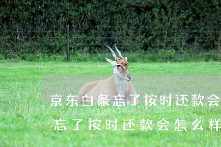 京东白条忘了按时还款会怎么样-京东白条忘了按时还款会怎么样吗