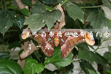 京东白条提现逾期违约金(京东白条还款违约了一天)