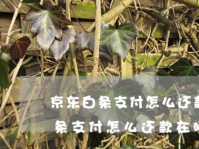 京东白条支付怎么还款在哪里还款-京东白条支付怎么还款在哪里还款啊
