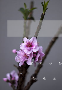 京东白条晚了几小时还款算逾期吗-京东白条晚还1天会上征信吗