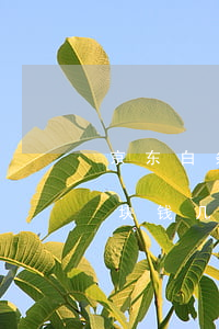 京东白条欠1000两个月(京东白条欠一百块钱几个月会怎么样)