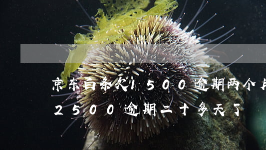 京东白条欠1500逾期两个月了(京东白条2500逾期二十多天了)