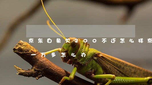 京东白条欠200不还怎么样(京东白条欠了一万多怎么办)