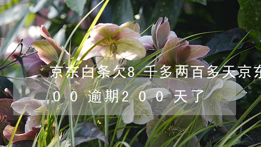 京东白条欠8千多两百多天(京东白条欠8000逾期200天了)