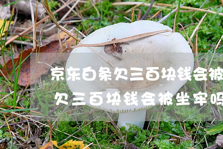 京东白条欠三百块钱会被坐牢吗-京东白条欠三百块钱会被坐牢吗知乎