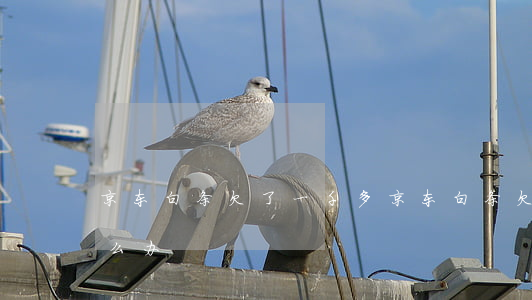 京东白条欠了一千多(京东白条欠了一千多怎么办)