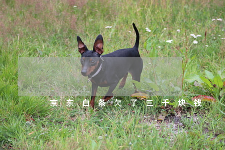 京东白条欠了三千块钱