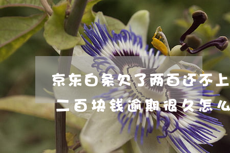 京东白条欠了两百还不上怎么办(京东白条欠二百块钱逾期很久怎么办)