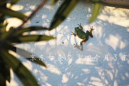 京东白条欠了四个月了(京东白条欠款两个月)