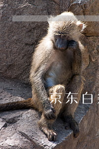 京东白条欠五十块不还(京东白条欠了一千多)