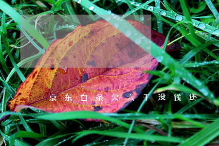 京东白条欠六千没钱还