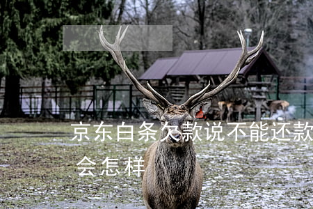 京东白条欠款说不能还款(京东白条欠款不还会怎样)
