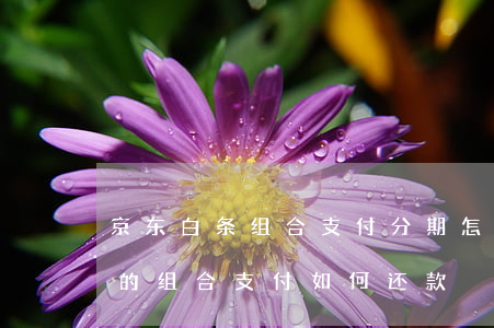 京东白条组合支付分期怎么还款-京东白条的组合支付如何还款